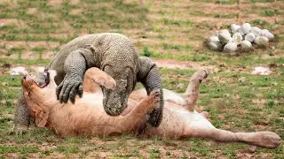 What Happens After The Animals Bitten By Komodo Dragon? Lion Provokes Komodo Dragon And How It Ends