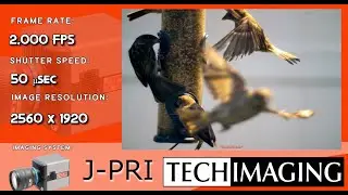 AOS Technologies J-PRI high speed camera filming a bird landing on a bird feeder at 2,000 fps
