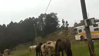 Ovelha lutadora - videos engraçados e loucos