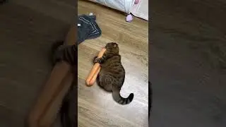 Antrenman biili #biili #tiktok #cat #shorts #BIILI