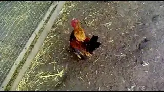 Самый маленький петушок