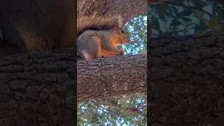 what is this squirrel eating alive? 😳 #squirrel #zombiesquirrel
