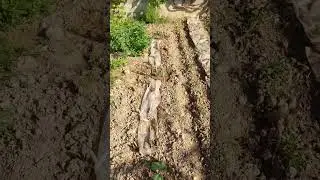 CUCUMBERS planted