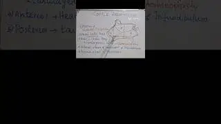 Cottle Areas of Nose #anatomy #surgeryeducation