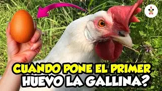 ¿Cuándo ponen las gallinas su primer huevo? 6 señales de que se acerca el momento 🥚🐔