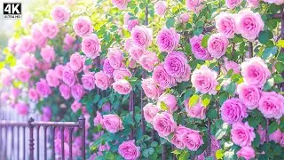 Music heals the heart and blood vessels🌿 Soothing music restores the nervous system, relaxing