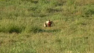 Sexual Dimorphism, Pheasant. Половой диморфизм, фазан (2375sp)