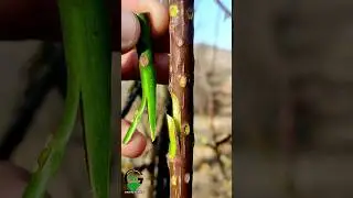 Grafting rose plant | Rose plant grafting technique 