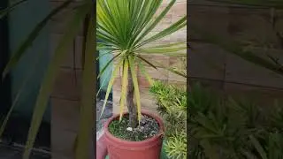 Yucca plants #shorts #plants