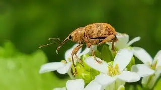 Curculio spec.