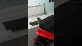 сумка-рюкзак на мотоцикл с Али 1700р(2)