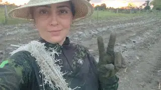 COMO PLANTAR CAFÉ! PARTE 01| PREPARANDO A TERRA!