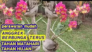 ANGGREK BERBUNGA TERUS, tahan matahari dan hujan