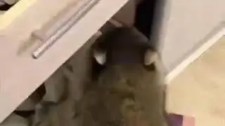 ЕСЛИ ВЫ ХОТИТЕ ЗАВЕСТИ ЕНОТА Я ВАС ПРЕДУПРЕДИЛ ЭТИМ ВИДЕО😂😂😂