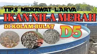 TIPS MERAWAT LARVA IKAN NILA MERAH || DI KOLAM BULAT D5