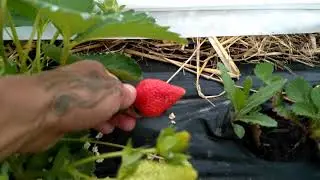 Продаем раннюю ягоду сорт Прими. Пгт. Ильский  тел.89953171805