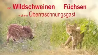 WARUM ich dieses Video löschen und neu einstellen werde ! s. hierzu Beschreibung