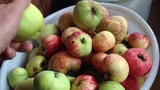 Apple juice at home!
