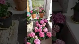 Гортензия Сибилла в кашпо. Контейнерное озеленение.