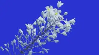 TIME LAPSE FLOWER  green screen   blue