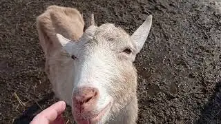 Козы не отдают молоко при аппаратной дойке