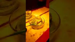 Купашки