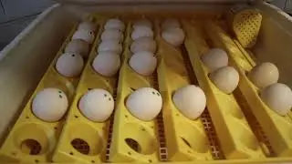 3rd Place Individual: Poultry Incubation Technique