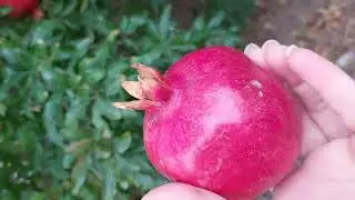 BAKI NOVXANI