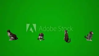Animals green screen chroma key 3D sitting cat rendering animation buy in telegram bio