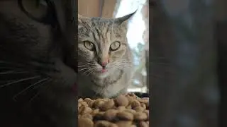 kedicik🐈‍⬛🐾 #asmr #asmrsounds #animals #cat