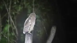Brown Fish Owl- Sri Lanka