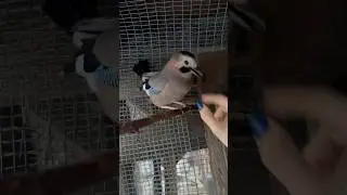 НЕ ВЫПУСКАЕТ МЕНЯ СОЙКА 😳