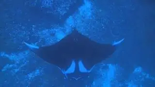 2016斯米蘭潛旅 mantaray 大爆發