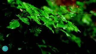 10 Hours of relaxing music  with slow rain in background, ideal for sleep, study or meditation
