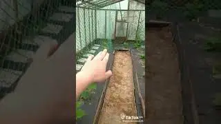 ПРИЩИПЫВАНИЕ ВЕРХУШКИ ОГУРЦОВ
