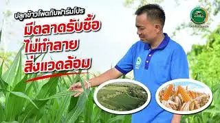 ไม่เขา ไม่เผา เราทำได้ EP 4 ปลูกข้าวโพดกับโครงการฟาร์มโปรครบวงจร มีตลาดรับซื้อ  ไม่ทำลายสิ่งแวดล้อม