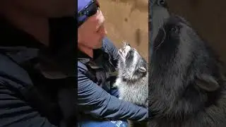 как енот радуется он скучал по мне енот витя 