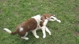 NEBCR Dahlia and NEBCR Moss play