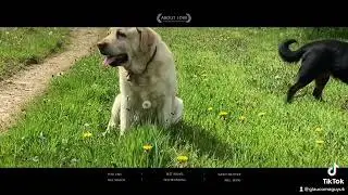 #CapCut Cute Dog Video Compilation 2023  #Dogs #DogVideo #DogTok #Labrador #rottweiler