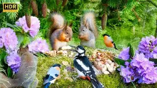Relax with Squirrels Birds and Forest Sounds🐿️ Ultimate Cat & Dog TV Show😺🐶 10 hours (4K HDR) NO ADS