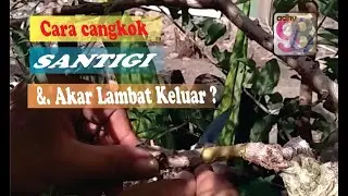 memahami cara cangkok santigi -solusi yang lambat keluar akar