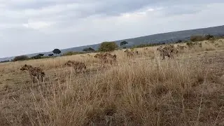 Lion pride and a big hyena clan have a standoff