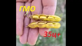 Урожай 2022 сої ранньої ГМО урожайна 35ц. Молотимо роторним CASE.