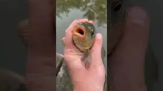 Сазан на кукурузу! #shorts #short #fishing