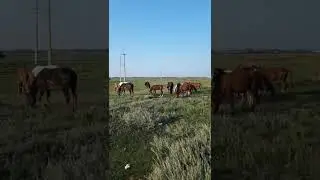 лошадей покусали осы