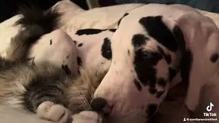 Come cane e gatto…