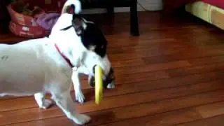 drole de chien