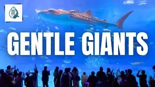 Discover The Wonders Of Churaumi Aquarium In Okinawa, Japan!