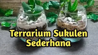 CARA MEMBUAT TERRARIUM SUKULEN SEDERHANA