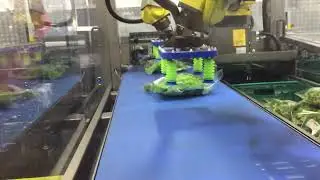 LAN Handling - Vacuum Case Packing -  Leaf Salad Mix